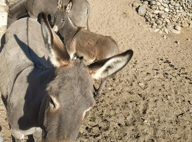 Apartmán Octopus Blue *