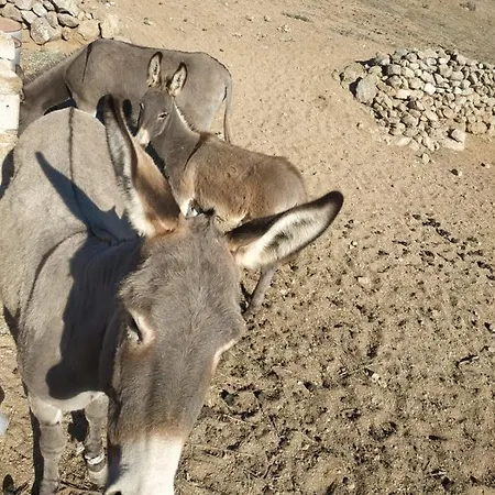 Lägenhet Octopus Blue *